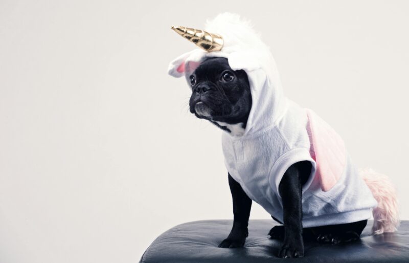 Dog in a unicorn outfit