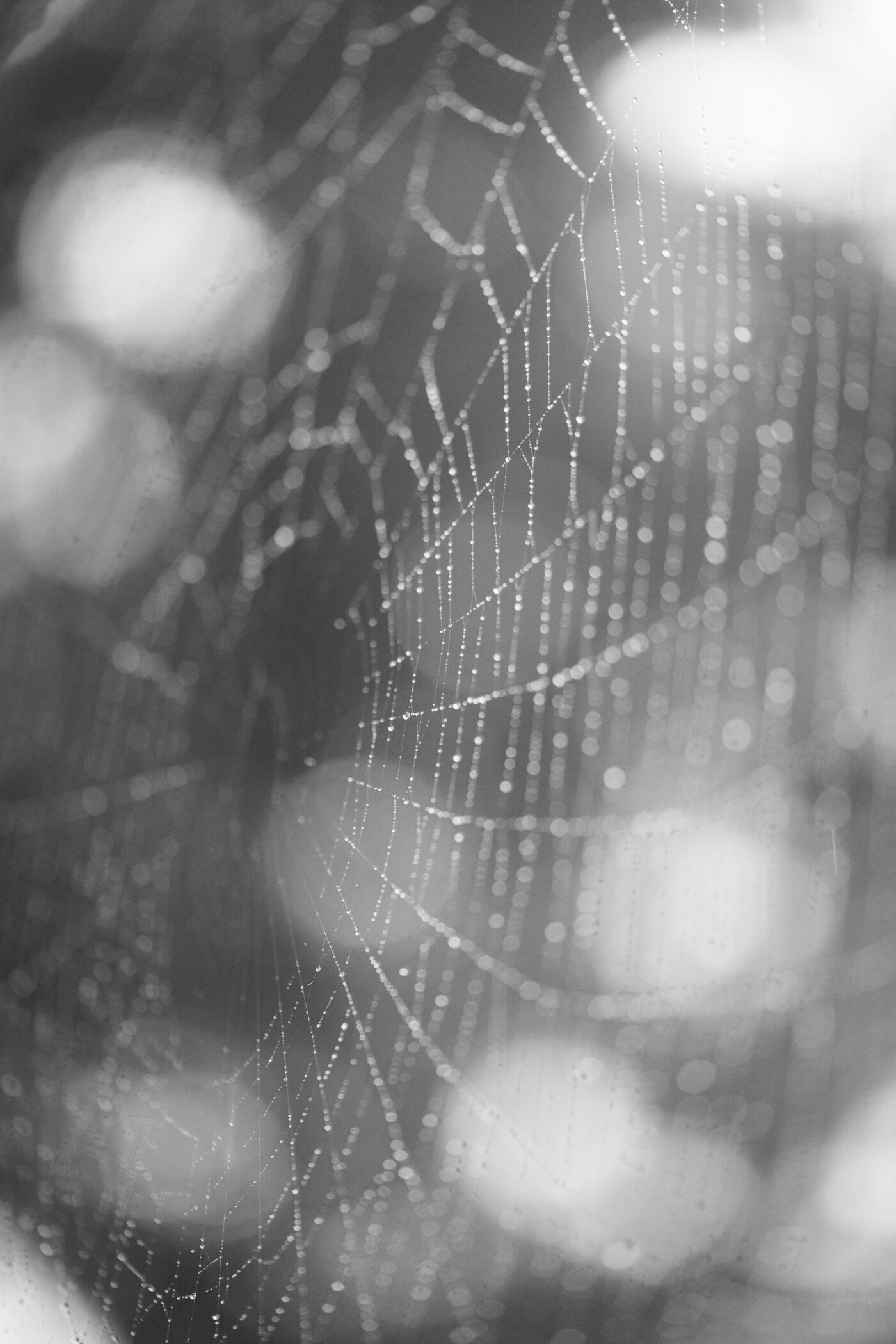 focusing, focus, selective focus, web, spider, bokeh
