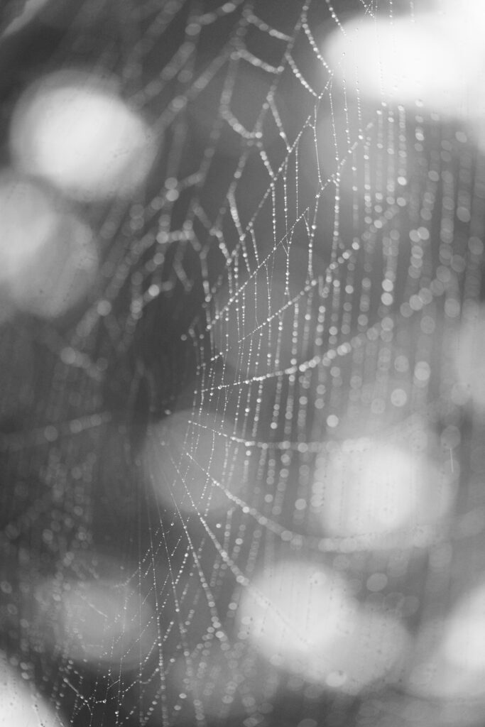 focusing, focus, selective focus, web, spider, bokeh